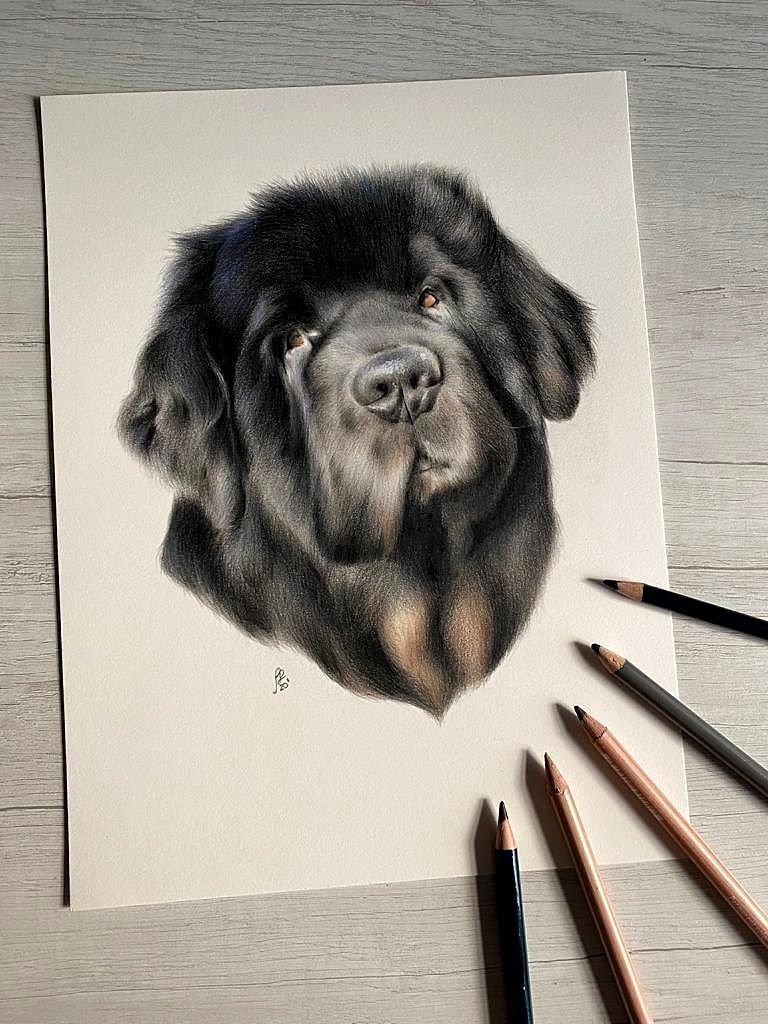 Last pet portrait for this year! Cesare is completed 🐾

🎨 Colored pencils, 9.5"x12", on Fabriano Artistico hot pressed paper.
📸 Reference photo by owner
#coloredpencils #art #petportrait #commissionsopen #gift #christmas