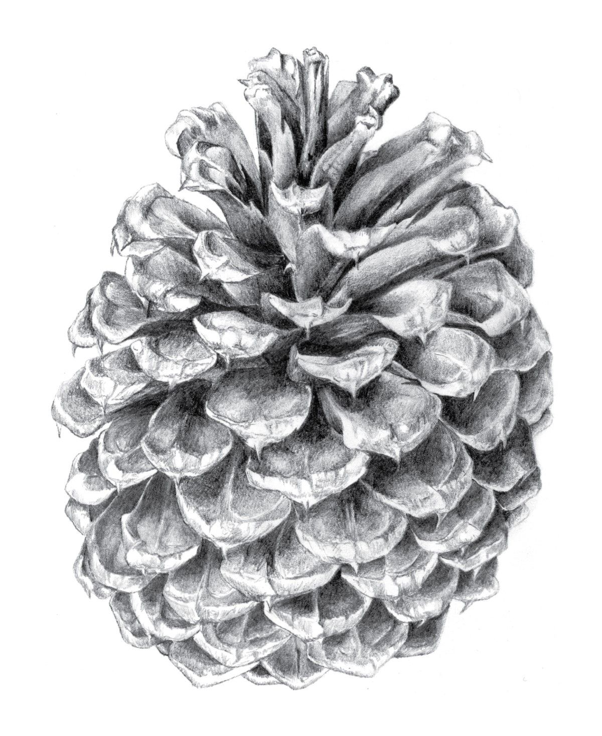 Pine Cone Scientific Illustration