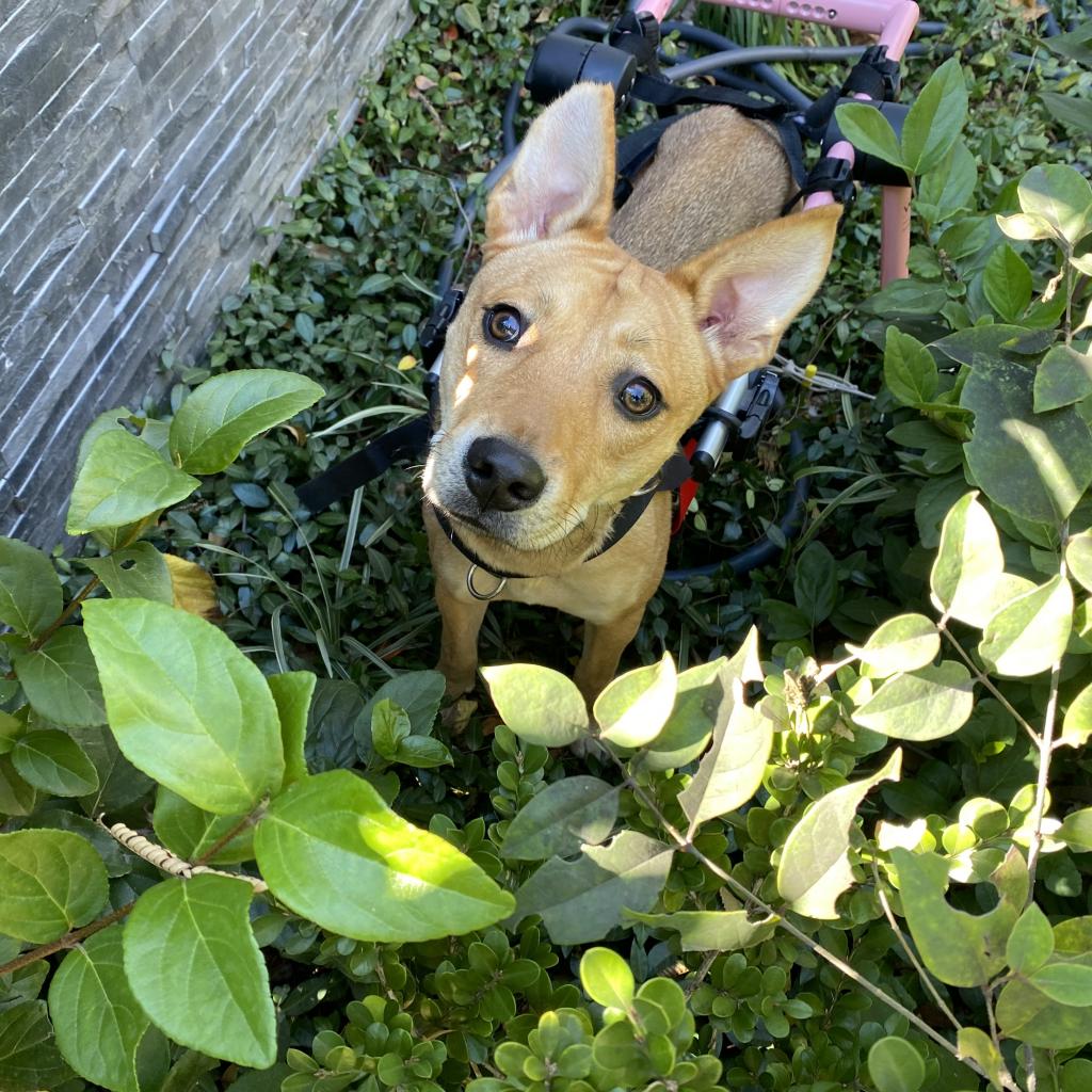 Emma is a sweet, young pup that needs a little extra TLC. She has back leg paralysis, but has no problem zooming around with her wheels on! Learn more:  ow.ly/rs8p50CUXLJ #disableddogs #specialneedsdogs