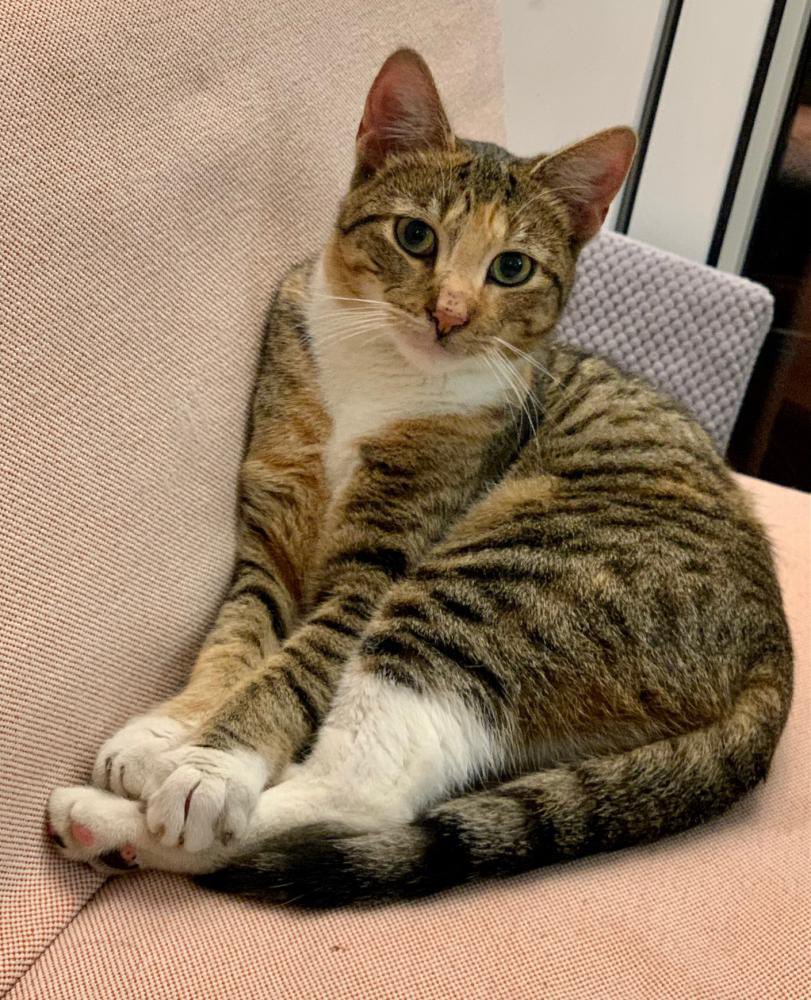 Where’s RoscoeTheBedBugDog🐶 (RoscoeBedBugDog) Twitter