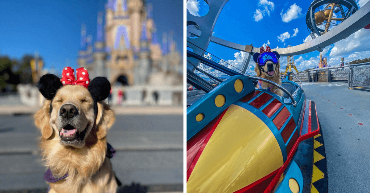 servicedogsnews's tweet image. Nala the Service Dog Shares Tips for Service Dogs at Disney Parks! - Inside the Magic dlvr.it/RpRjWn