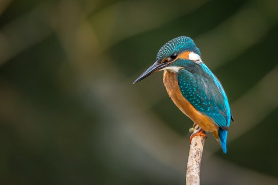 Love this stunning little bird. Gorgeous colors. Bring nature into your home. dld.bz/hpvQB birds #wildlife #photography