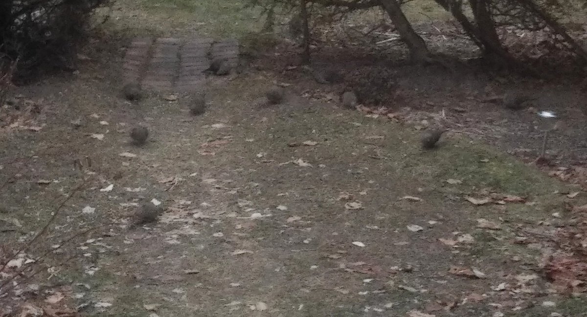 stephgray88's tweet photo. Cleaned up some brush, read a book by the fire and enjoyed this crew of mourning doves. They flutter in a couple of times a day and hunker down after a feed of seed. I feel like I should serve them coffee. #gooutside #keepcalm #stilldoingthistogether #dailydoves https://t.co/84zwTsgMNQ
