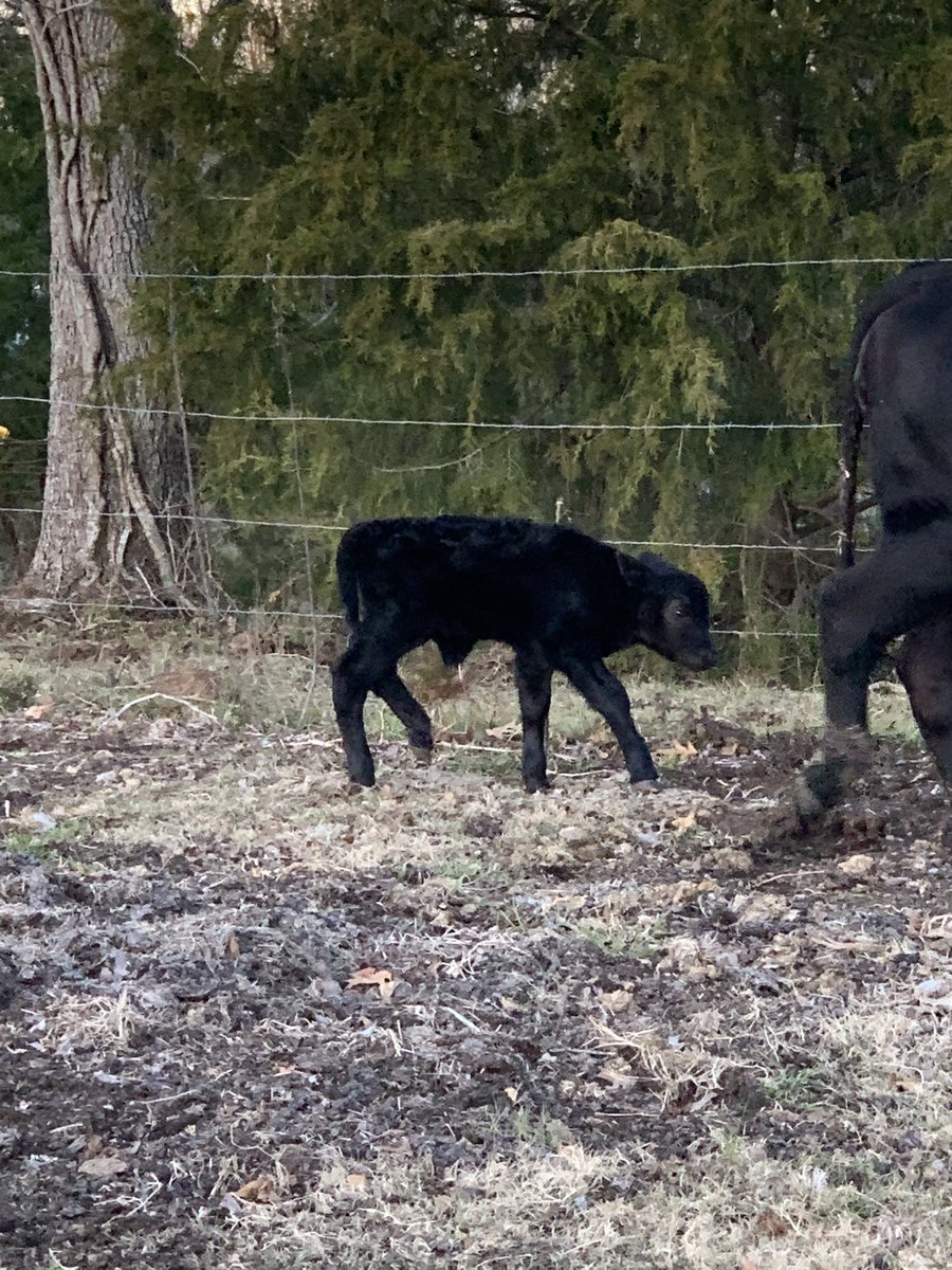 Two more calves born today... 🐮💙 #CountryLife #CalvingSeason #Cattle