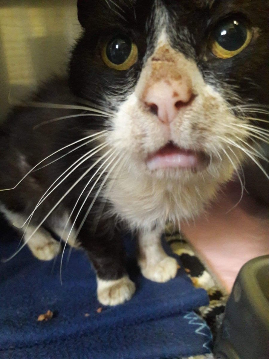 Allerton Cat Rescue Allertoncatres Twitter