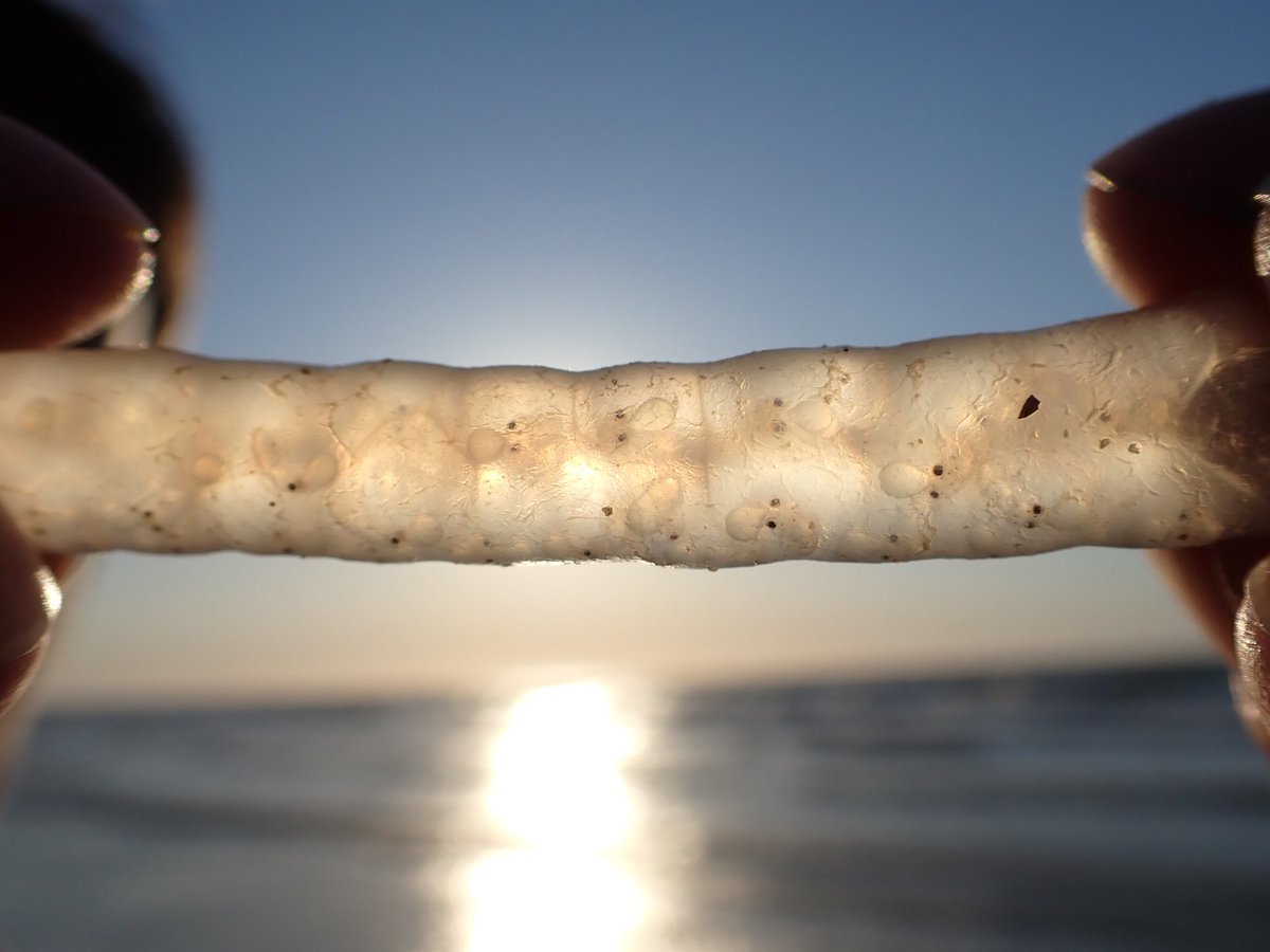 That one time we found squid eggs washed ashore on the beach and found to still contain teeny tiny squiddies! 🦑

#invertefest