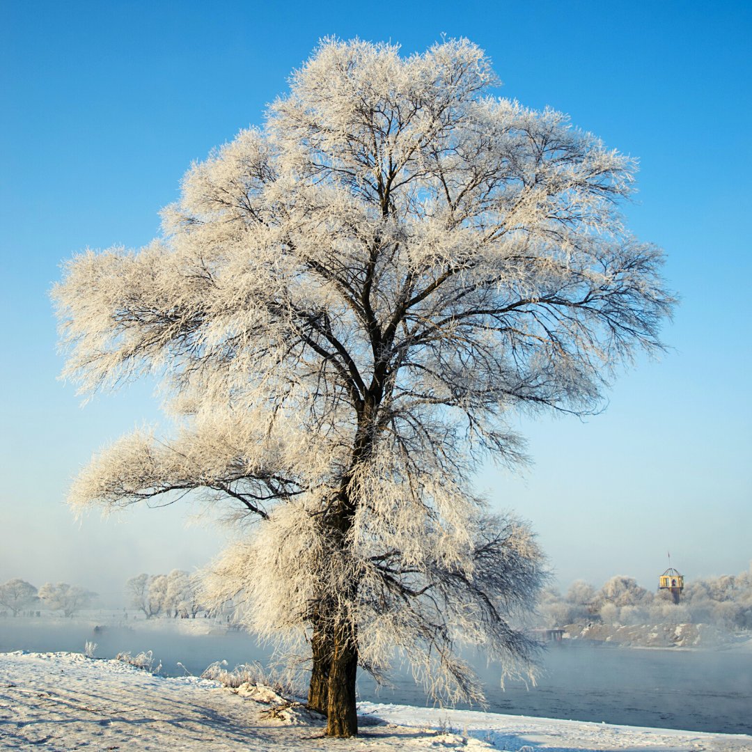 Majestic colors of winter! 🌨️

Tag someone who loves snow trees. 

📸 credit:  @letsunshine9527

#Quupe #QuupeLife #Rental #RentFilmGear #HireACamera #Canon #Sony #Nikon #Lens #Photography  #Capture #Shoot #CameraOnRent #SnowTrees #WinterColors #Vancouver #BritishColumbia