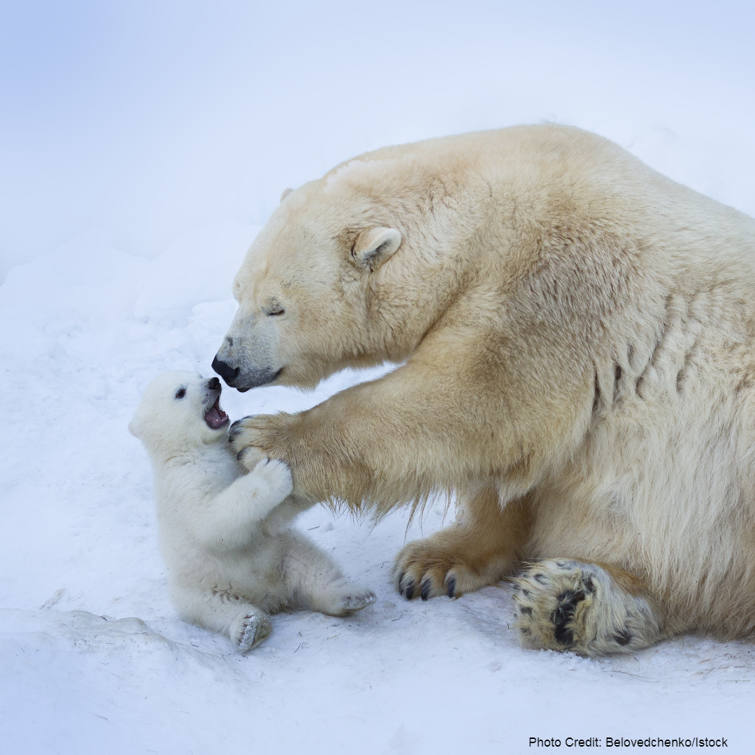 sitting polar bear cub with mom with mom's paw on cub's chest. Photo credit: Belovedchenko/iStock