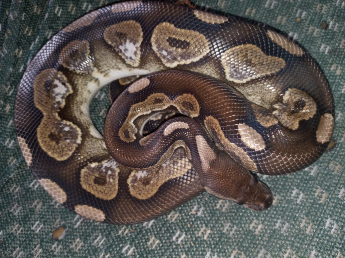 Kylee85672970's tweet photo. Anyone wanna elaborate on what they think the morphs are in Larry? Just wondering others opinions.. Supposedly #cinnamon #hiddengenewoma #enchi #hetpied #posyellowbelly. But im feeling optimistic 🤔 #pythonmom #ballpythons #python #larry https://t.co/oYQnnfEeDi