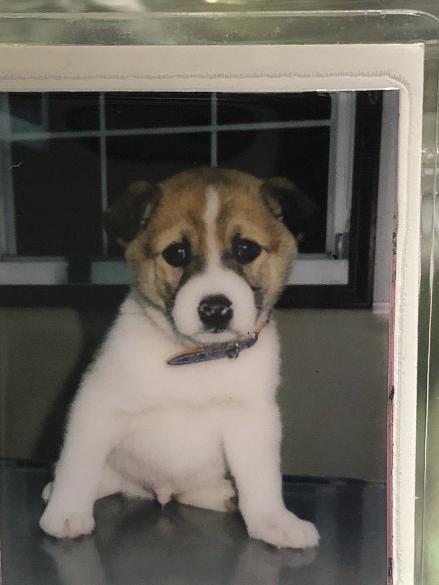 sorano0417's tweet photo. 君がいなくなってから
もう2ヶ月...

捨て犬だった君
この家に来て幸せだったのかな？

とても賢かった君
でも本当はとても寂しがりやだったんだよね
仕事の時はいつも独りにして
ごめんね

13年9ヶ月一緒に居てくれて
ありがとう...大好きだったよ
これからもずっと... https://t.co/FhFLUapRHT