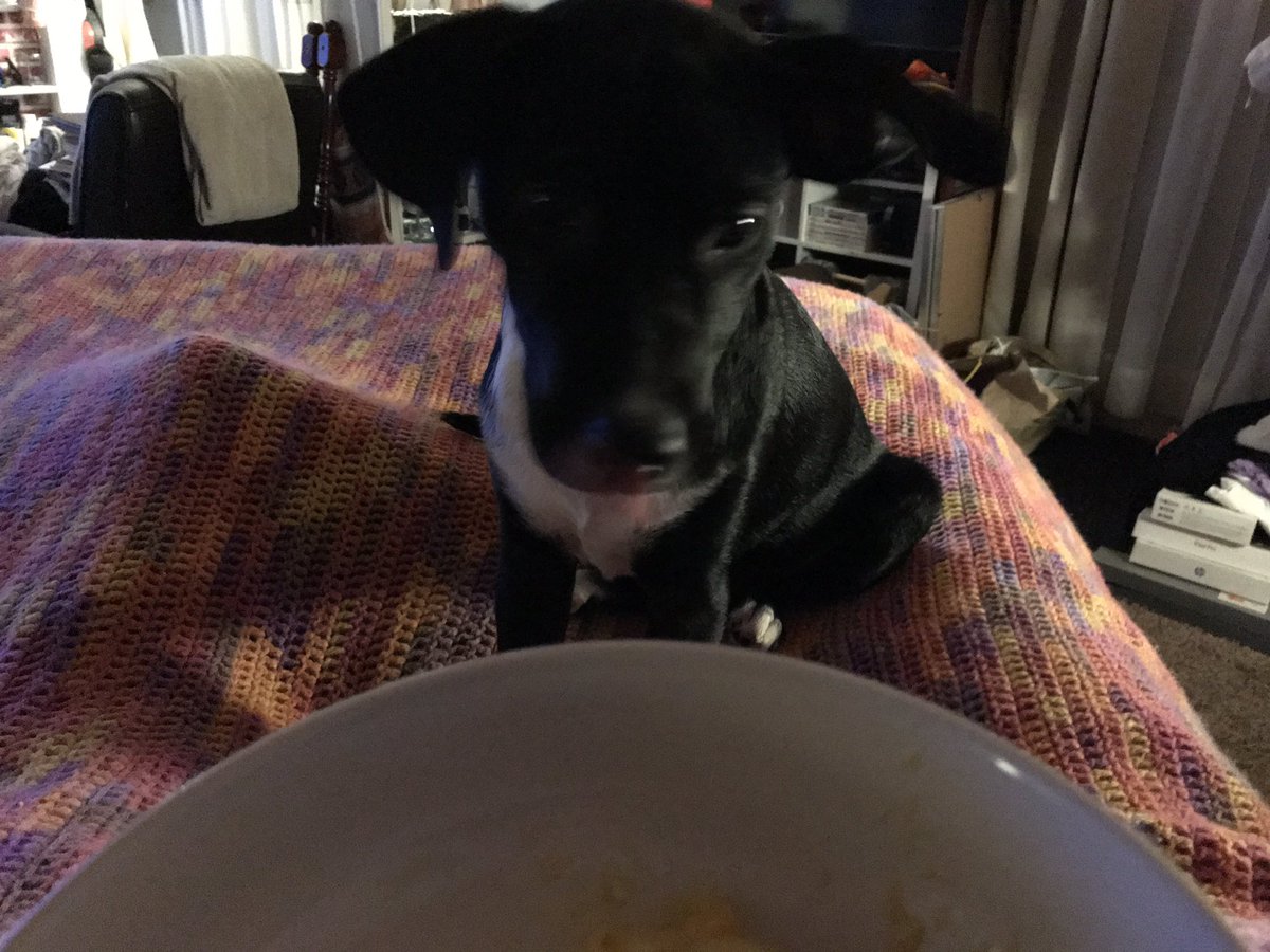 LilLadyLucia's tweet photo. Mom, I thought we agreed, a bite for you and 2 for me! 😣 Mom’s eating too much again! A 1st #ChristmasDinner for #Puppy. 🐶 #Pupsoftwitter https://t.co/aLHWKe69jL