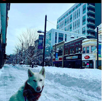 downtownithaca's tweet photo. When you visit us during winter, wearing comfy, warm, stylish accessories is a must! Show us your winter style! ❄☃️ Tag @downtownithaca. #DowntownIthaca #IthacaNY #FashionableDog #IthacaCommon #ILoveNY #VisitIthaca #TwIthaca #IthacaStyle #IthacaIsGorges Photo from @ithacavoice https://t.co/aM6OLQKwii