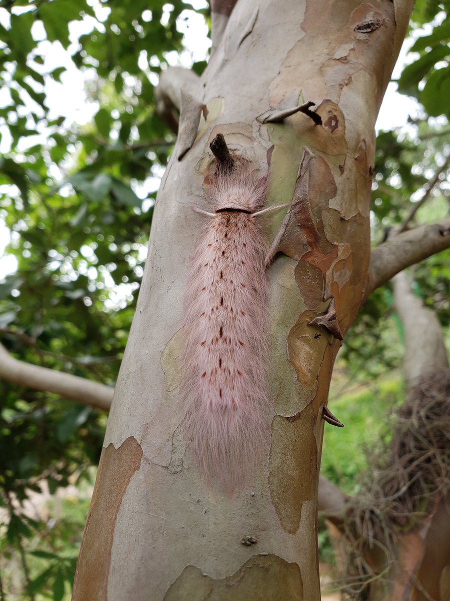 mmmares's tweet photo. Primeira vez que vemos essa lagarta por aqui, está numa goiabeira. Conhece, @Jhonatan_xpp ? Borboleta ou mariposa? (em Brumadinho- MG) https://t.co/bceNNUzTAK