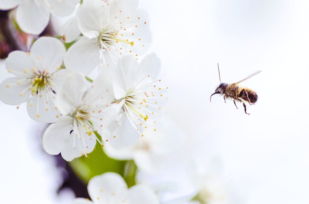 builtbybees's tweet photo. How large is a bee’s brain? It is the size of a sesame seed! https://t.co/qzVmbl8L3M
#bees #beetip #beefaq #beefact #nature #honey https://t.co/K6iSZtVARR