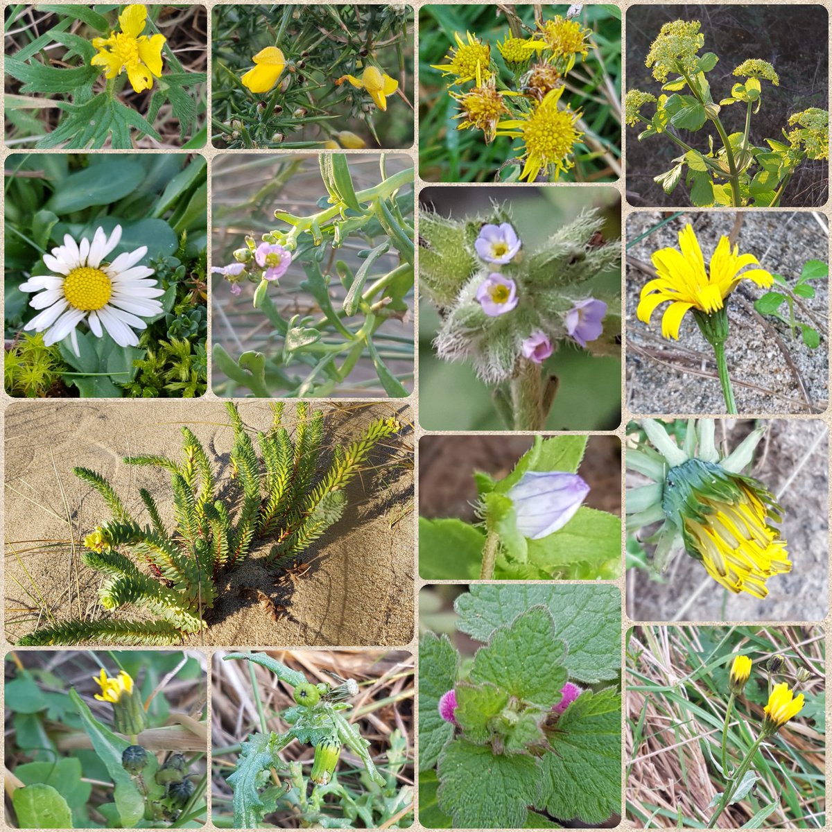 MandyForde tweet media