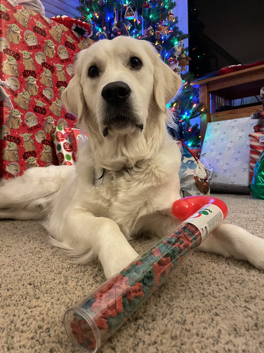 raiderpups's tweet image. Our pups hope everyone had a happy and safe holiday weekend🎄🎁
.
.
#hulk #logray #marvelcomic #ewok #sdit #servicedogintraining #merrychristmas #happyholidays