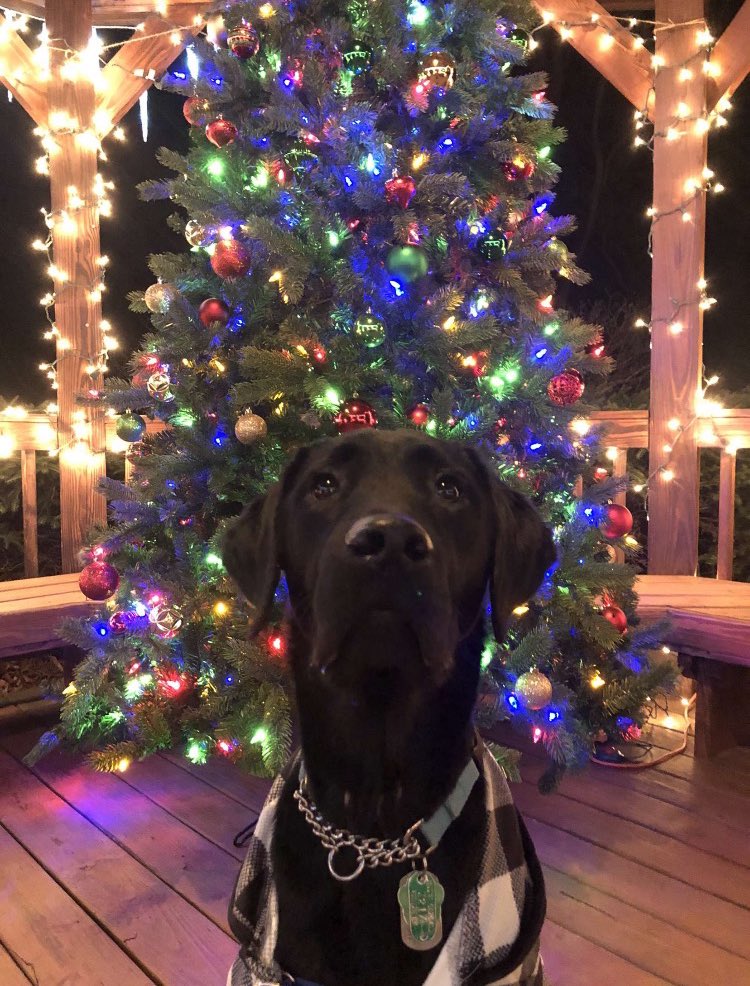 raiderpups's tweet image. Our pups hope everyone had a happy and safe holiday weekend🎄🎁
.
.
#hulk #logray #marvelcomic #ewok #sdit #servicedogintraining #merrychristmas #happyholidays