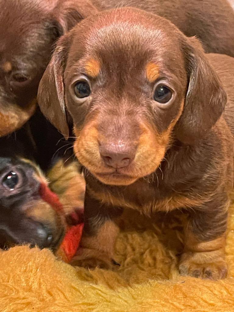 Sinead McNamara tweet media