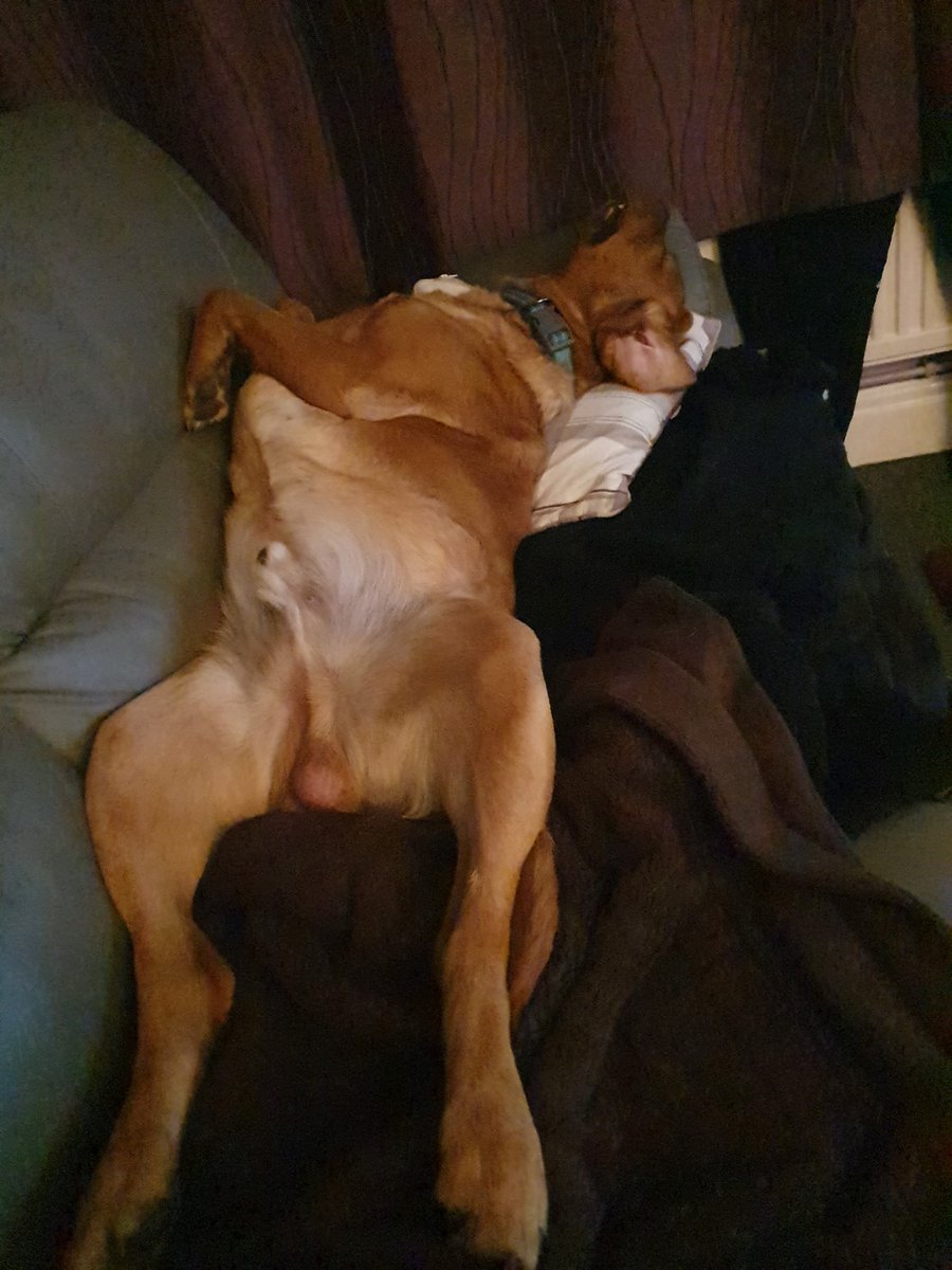 Wilf68Ian's tweet photo. You would think its his sofa #itsadogslife https://t.co/xCjpLtpjNN