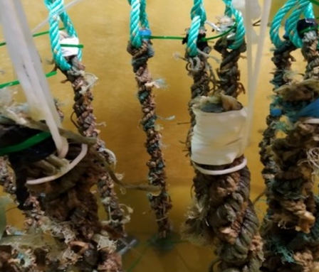 IPacuicultura's tweet photo. #SemanaIPac / El proyecto #MUSSELECT constata la estrategia para desarrollar técnicas de cultivo de semillas de mejillón mejoradas y viables   https://t.co/rzPfT1LEOh #acuicultura https://t.co/82K9Q1MV1S