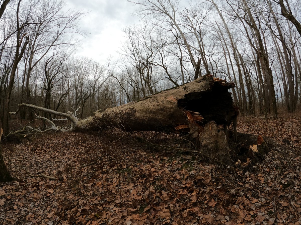We found a fallen giant on our hike today. This sycamore was totally hollow several feet up the trunk from the base. Pretty cool to see, even if it was a little sad.