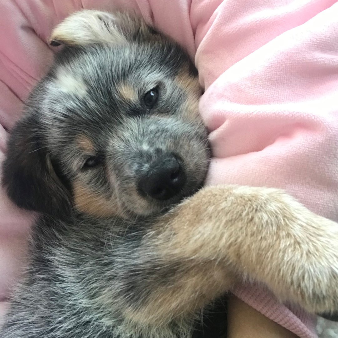 Jude is an eight week-old Australian Cattle Dog - Blue Heeler. He loves exploring his new world and has ton of energy!

It's important to plan for the costs of owning a puppy before bringing one home. Check out our blog to see for yourself: bit.ly/puppy-ownershi…