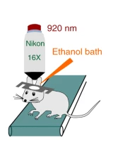 OurSciencePod's tweet photo. Join @TobiasMankis and @IanRGBlack as the testosterzone rides again! We'll be looking at delightful little diagrams and charts such as the ones below. 

And of course, we manage to sexualize the mouse. 

#Science https://t.co/BUpNspvTNJ