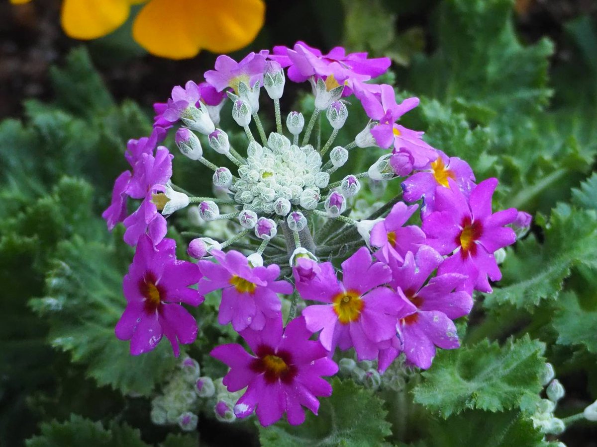 花凛𓂃 𓈒𓏸 花写真 プリムラマラコイデス 花言葉 素朴 Tlを花でいっぱいにしよう