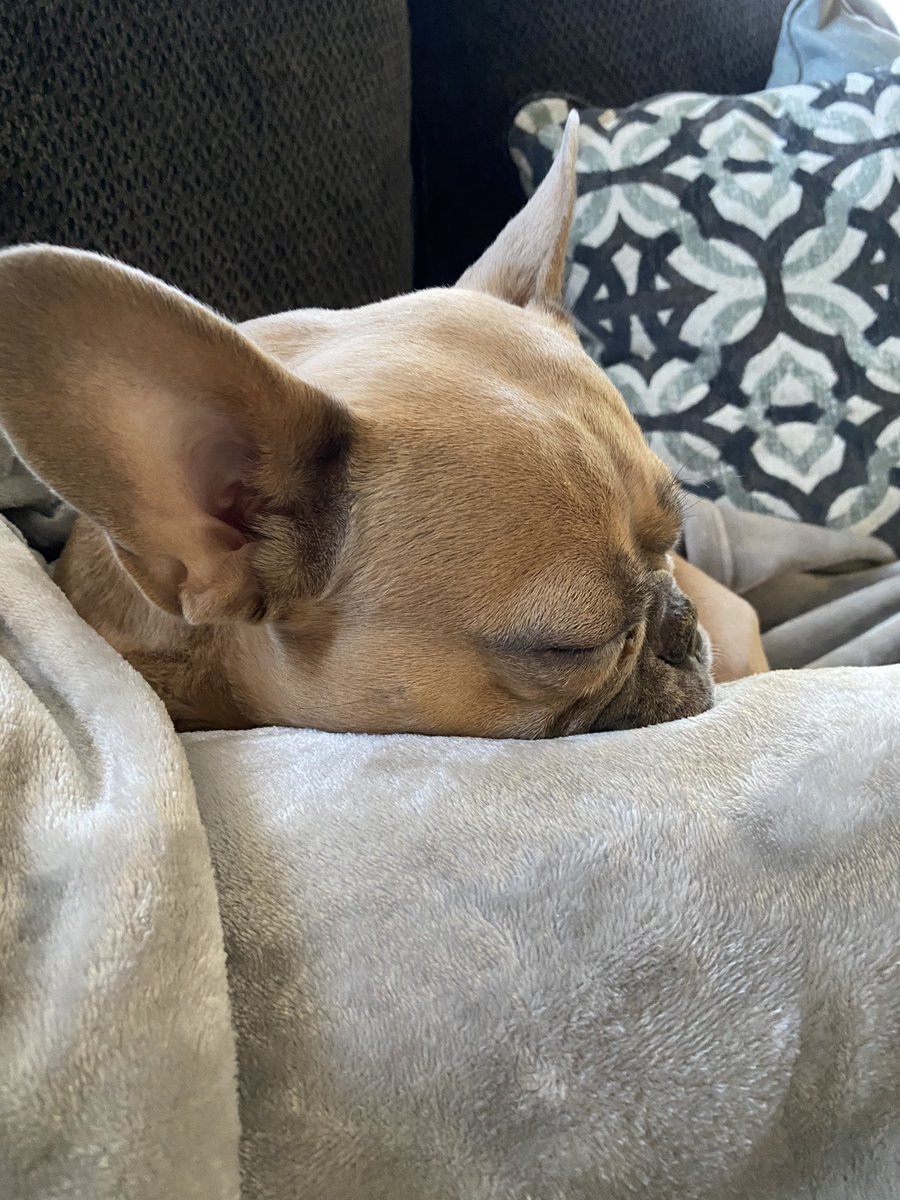 maxraemusic's tweet photo. I mean😍  #Frenchie https://t.co/Uvfg6MV3he