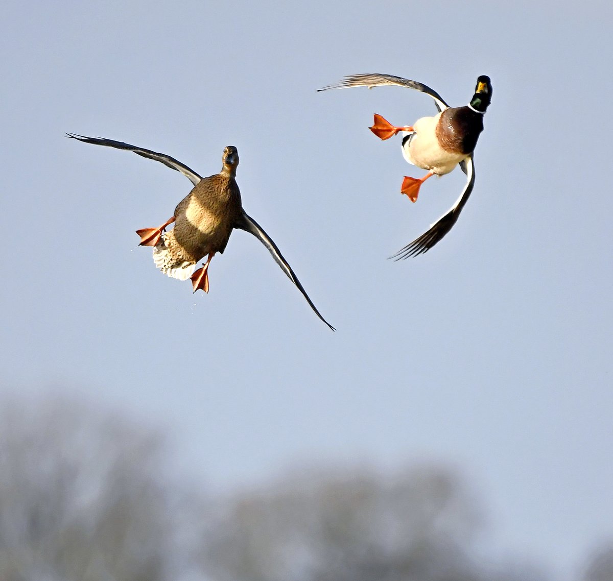 Incoming......!! 😁

Male and female Mallards at RSPB Greylake today! 
#TwitterNatureCommunity 🦆