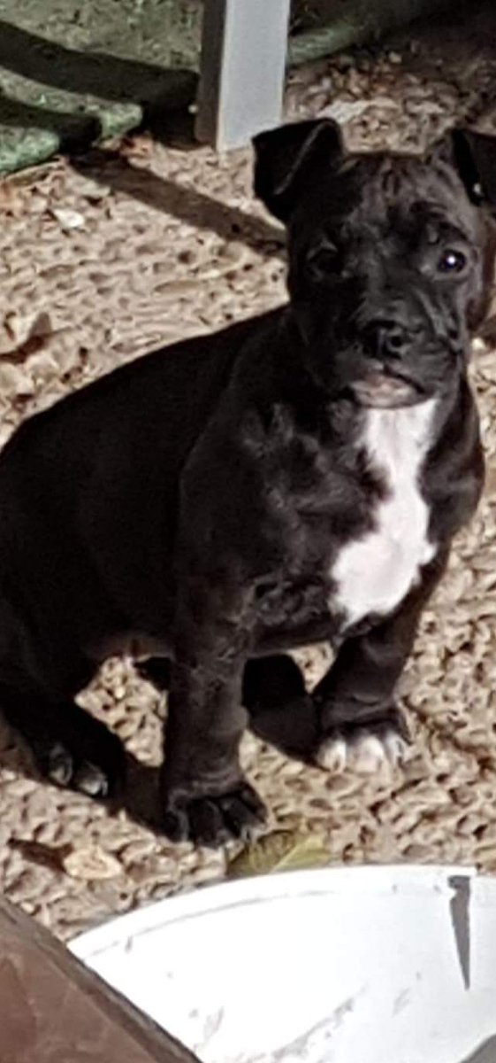 🙏📢🐾🙏📢🐾
Dan en #ADOPCION responsable a ésta 
🌹perrita de 2 meses y medio, no la pueden tener. El padre es stanffordshare y madre de mezcla...de adulta llegará a unos 12kgs
Esta en Perales de Tajuña, #Madrid 671872025 Manuel