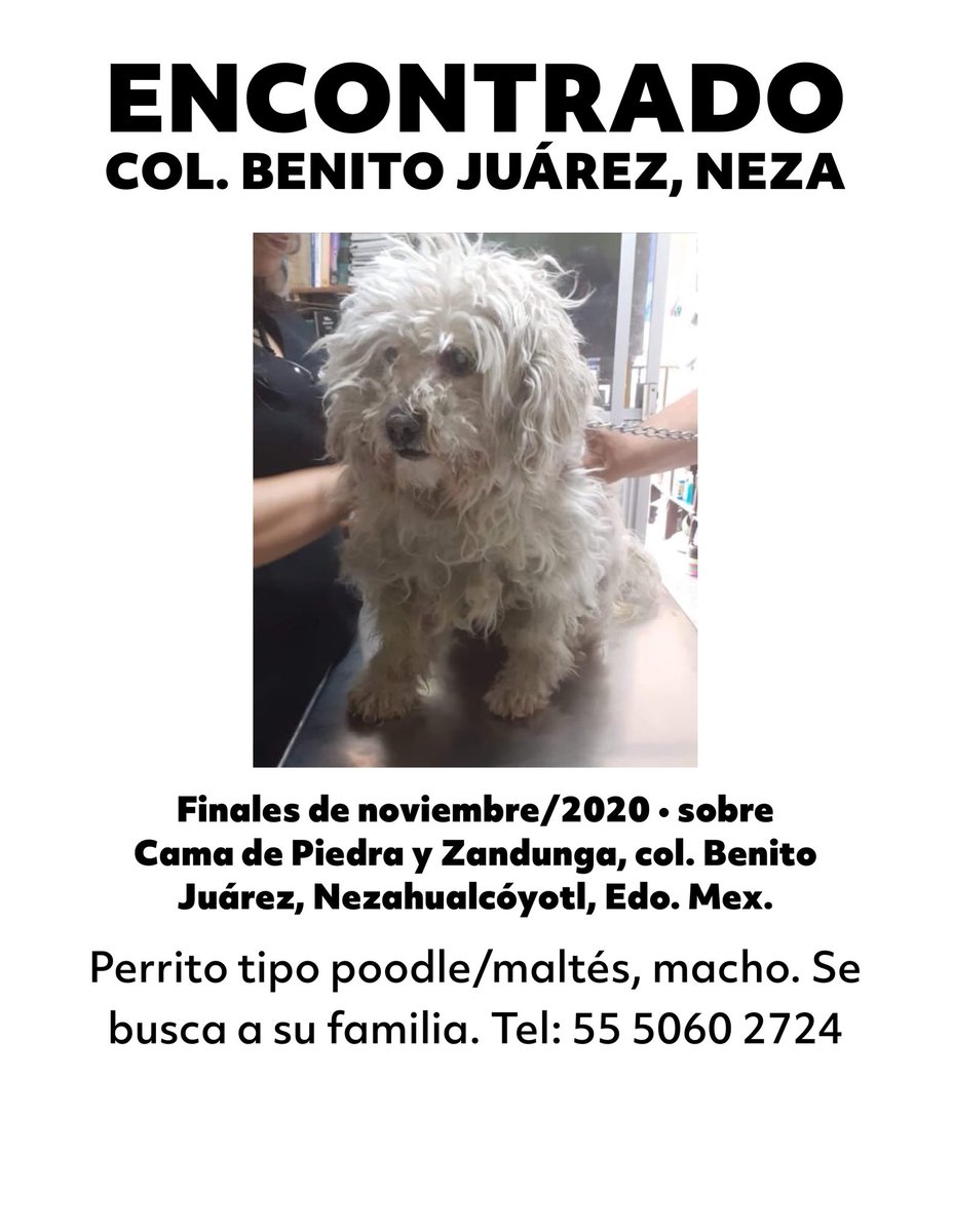 #Encontrado Perro tipo maltés/poodle, blanco, pelo largo, talla chica. Finales de nov/2020, sobre Cama de Piedra y Zandunga, col.  Benito Juárez, Nezahualcóyotl, Edo. Mex. #PerroPerdido #PerroPerdidoEdoMex
