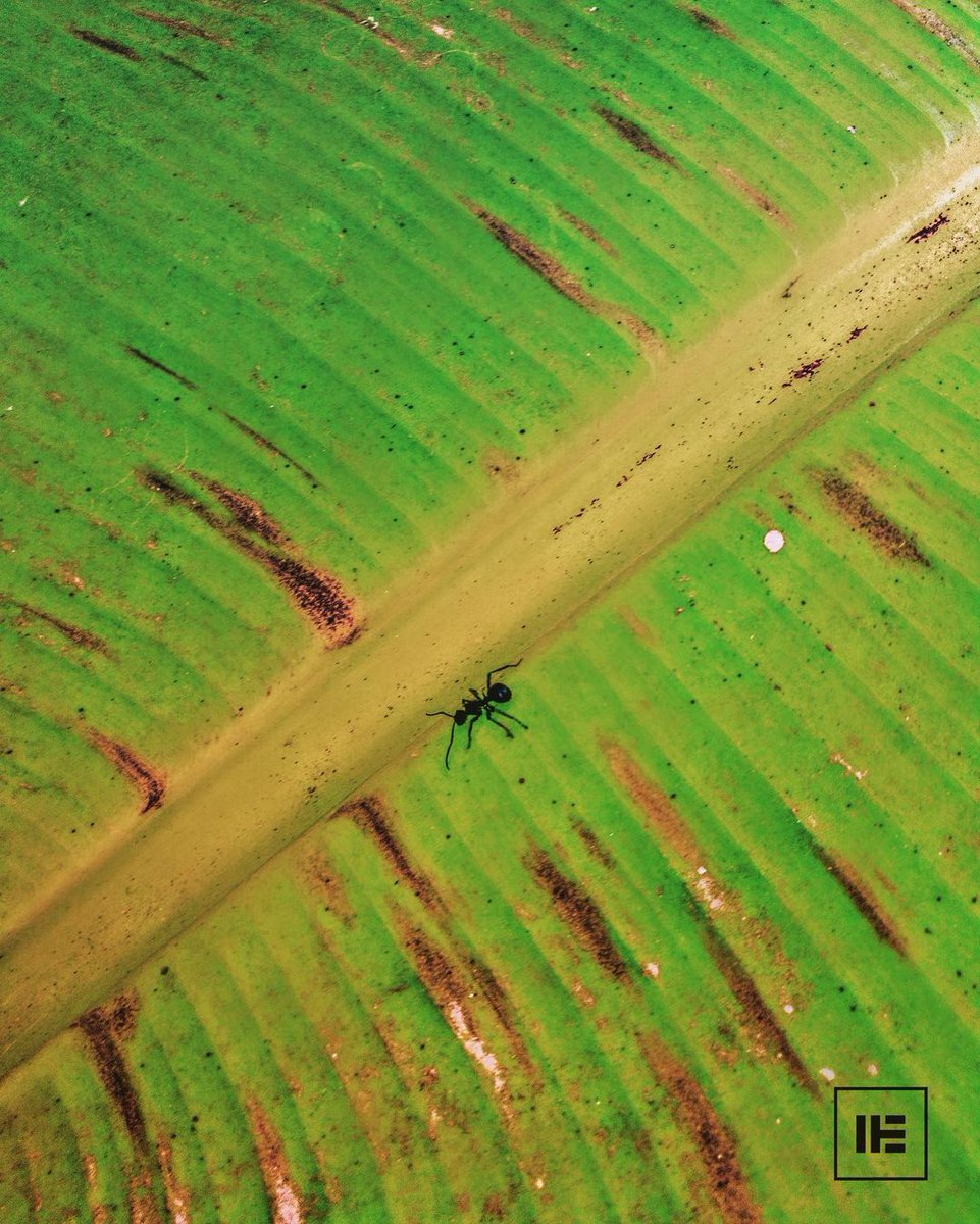 edlicompany's tweet photo. Tudo é uma questão de ponto de vista👁👁 #angola #imagem #pequeno #nature #natureza #folhas #plantas #photo #photographer #image #fotografia #foto #pictureoftheday #picture #pictures https://t.co/RoEA8FeSjf