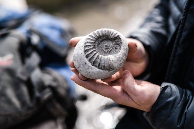 Has anyone found or been given any fossils over the festive period? Do tell!

#fossils #dorset