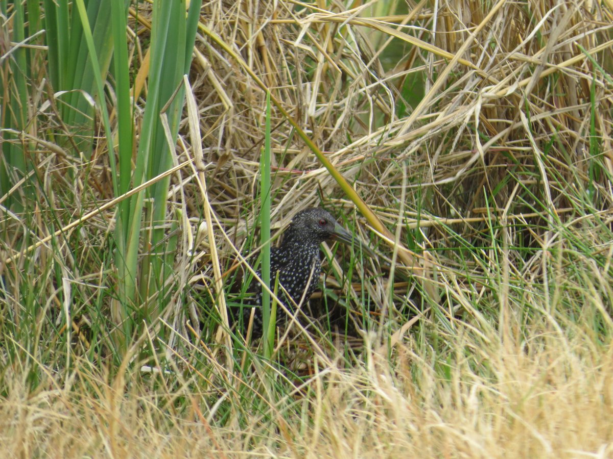 A silver lining to being stuck in southern Texas this holiday season....#Goodbirding #SpottedRail #ChokeCanyon 

Photo: Meredith Heather