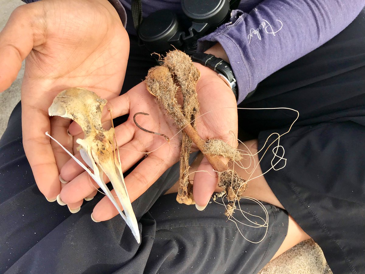 Y a r a • يارا • Hectic Skeleton tweet media