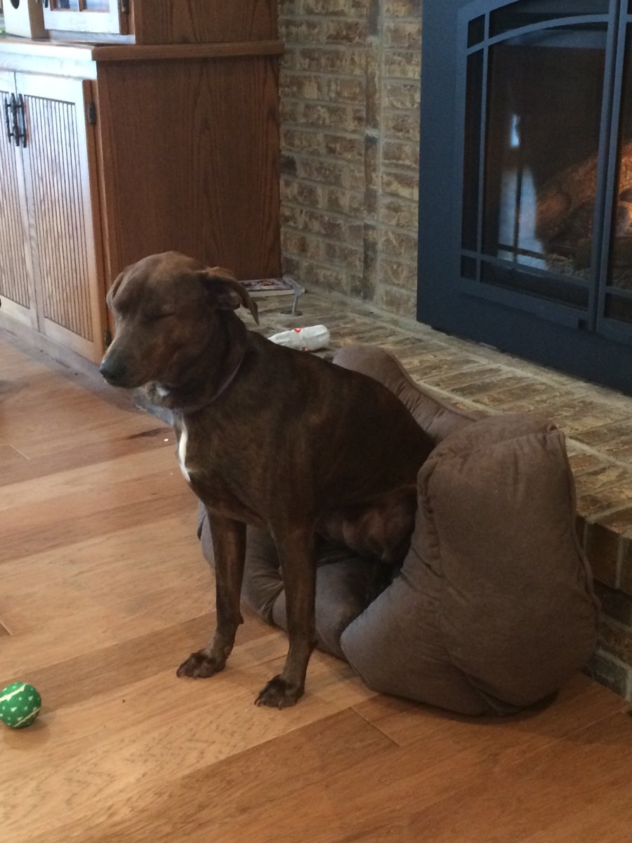 dauntless_shade's tweet photo. @dog_rates @bestfriends @Trupanion https://t.co/luVfLYNPGX