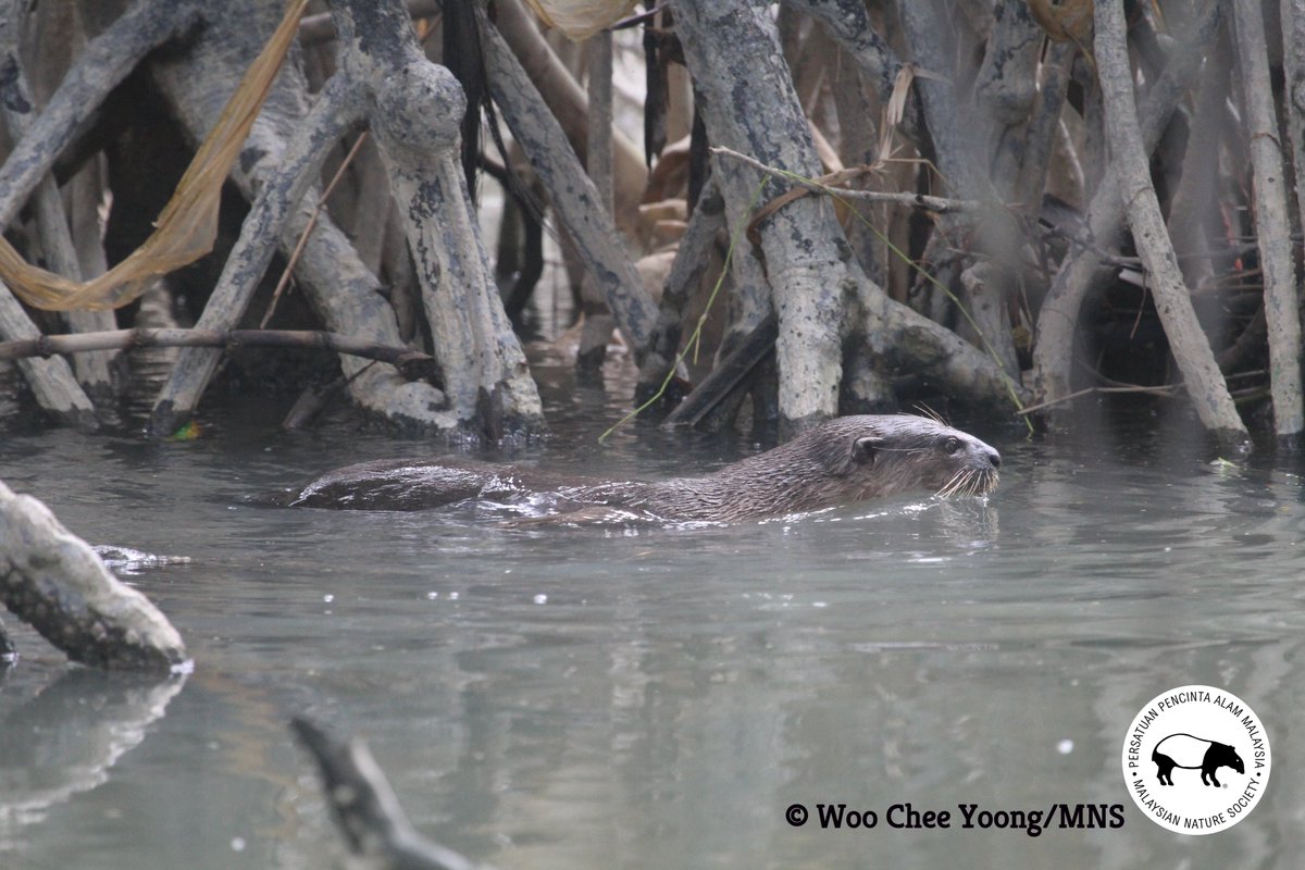 Otter conservation along Kuala Selangor coastline with support from our partnership with Conservation International Asia-Pacific and MSIG

#PeopleNeedBiodiversity #MSIGxCIAP

facebook.com/MalaysianNatur…