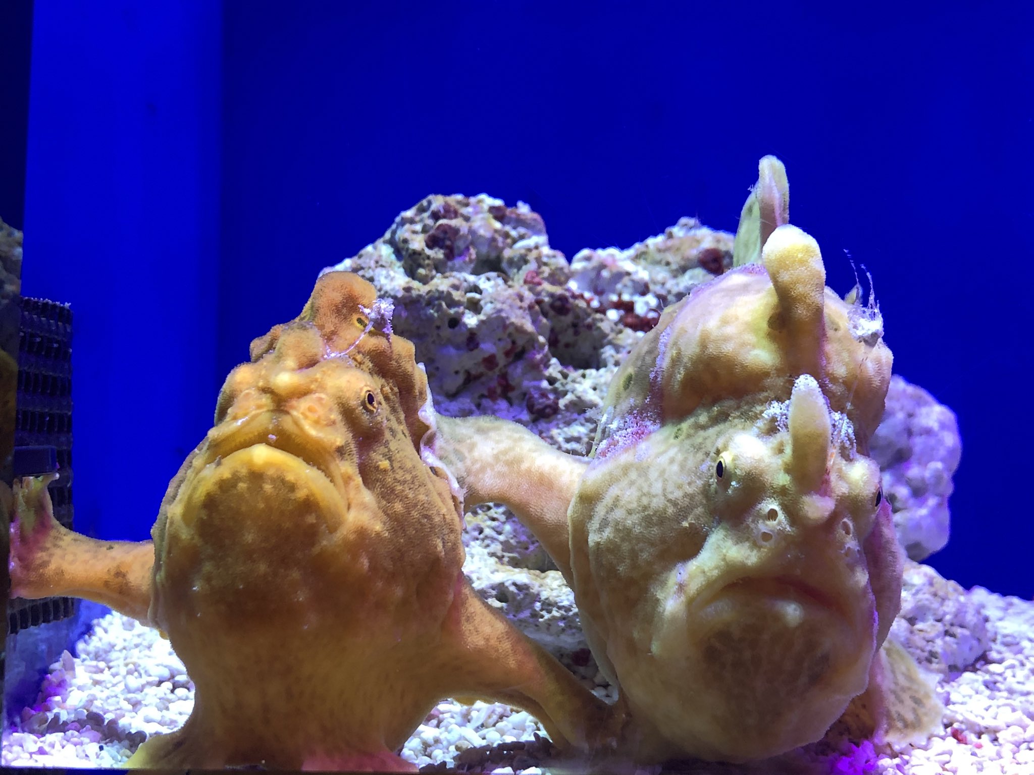サンシャイン水族館 カエルアンコウの仲間は サンゴ礁域や岩場などでしっかりと体を安定させるため 腹鰭と胸鰭が手のように大きく広がる形状となっています この日は お隣の仲間で体を安定させていました ヽ イロカエルアンコウ サンシャイン水族館 カエルアンコウの仲間は サンゴ礁域や岩場などでしっかりと体を安定させるため 腹鰭と胸鰭が手のように大きく広がる形状となっています この日は お隣の仲間で体を安定させていました ヽ イロカエルアンコウ