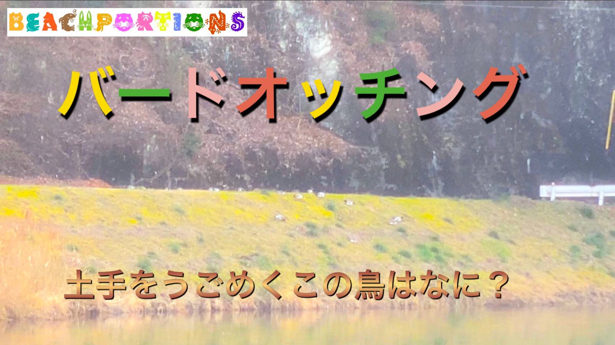 beachportions's tweet photo. ●ビーぽーバードオッチング『島地川で奇怪な行動をする水鳥を観察してきた。』その後は佐波川でウクレレ時間でした♪
https://t.co/JrshYnppSN https://t.co/0a3L50PySd