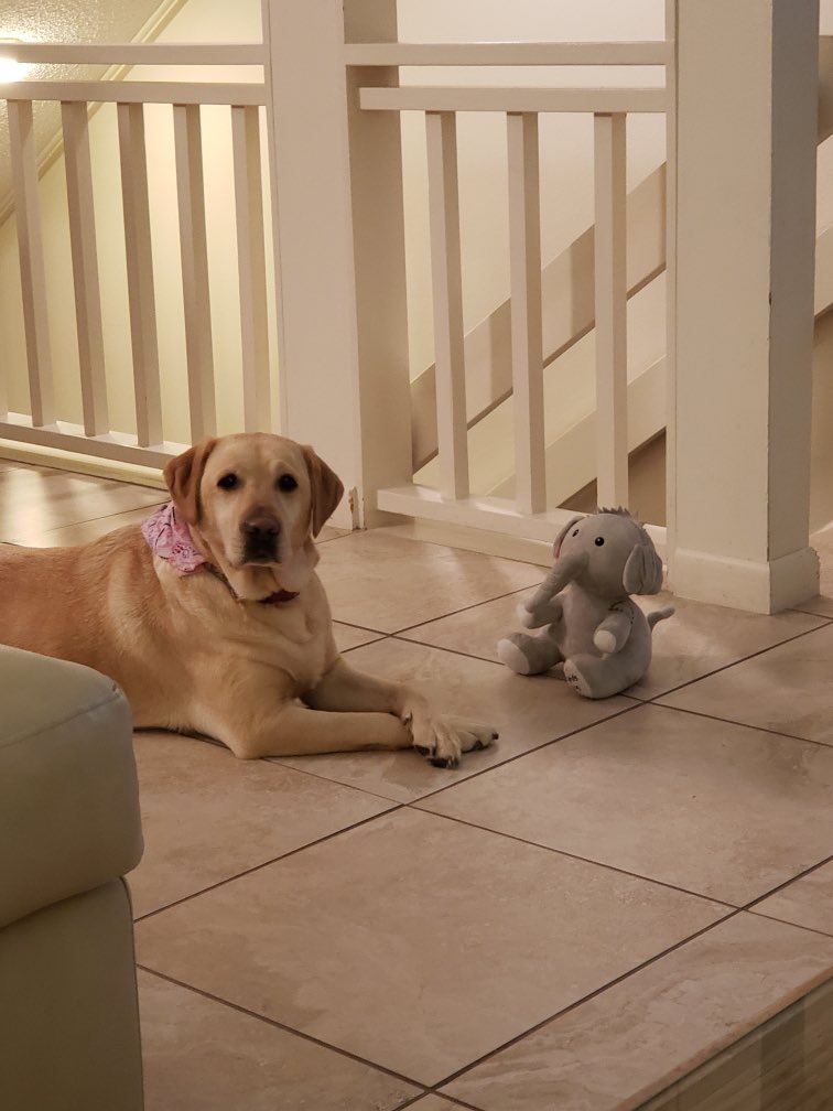 If you follow Thoughts of dog on Twitter, Wrigley received a new “fren” Sebastian for Christmas