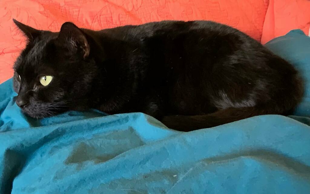 miss_olive47's tweet image. Musecat 
.
.
#lulu #blackcat #complementarycolors #coral #turquoise #catsofinstagram #cats #meow #losangeles instagr.am/p/CJUT7KGJjcX/