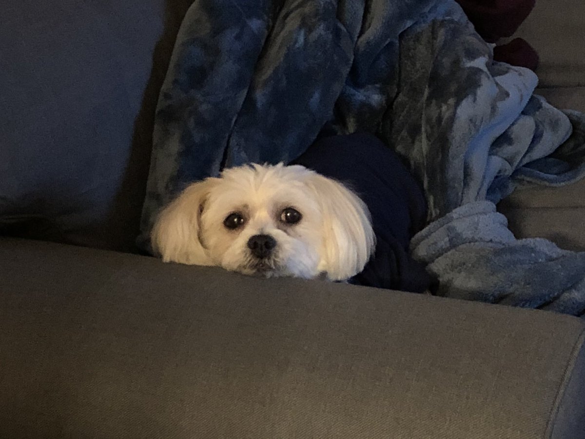 Hylian_Witch's tweet photo. unfortunate news, Matilda has a big lump on her chest. it’s gonna cost about $800 for X-rays &amp; other exams which won’t include whatever treatment or surgery she’ll need 😔 if it’s even possible to take care of it ..
Bringing her home from the vet to see what parents want to do .. https://t.co/BtXdvvYWji