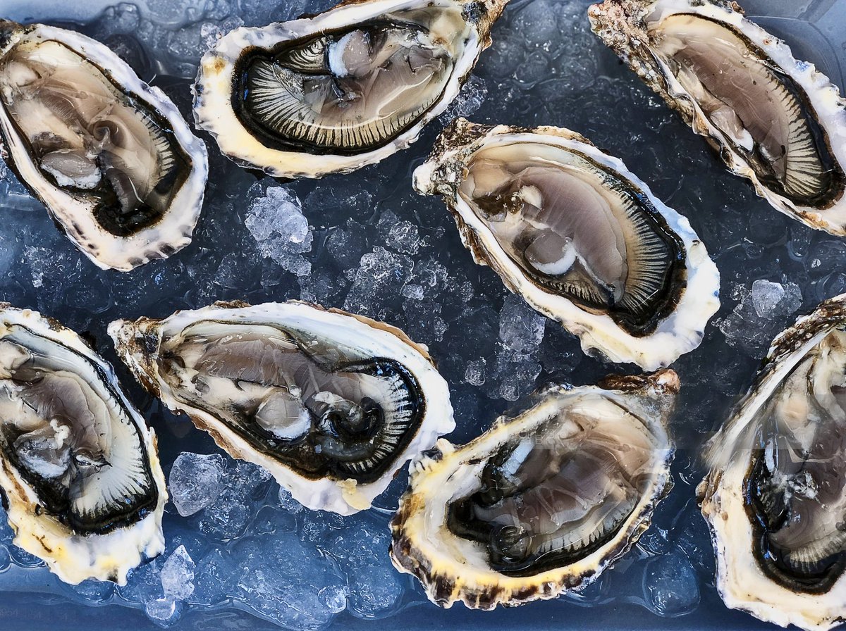 Устрицы в скорлупе. Устрица юта бич. Королевская устрица. Устрицы в енисее. Устрица дибба бэй.
