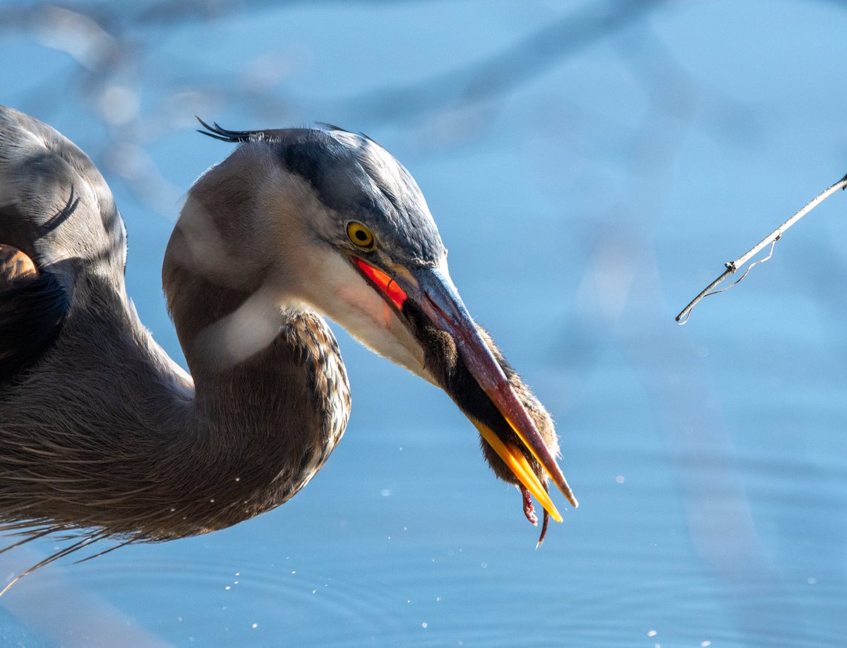 cneff's tweet photo. Great Blue Heron - 1.   Vole - 0

#birding #birdwatching #birdphotography https://t.co/qKFRfUiq7C