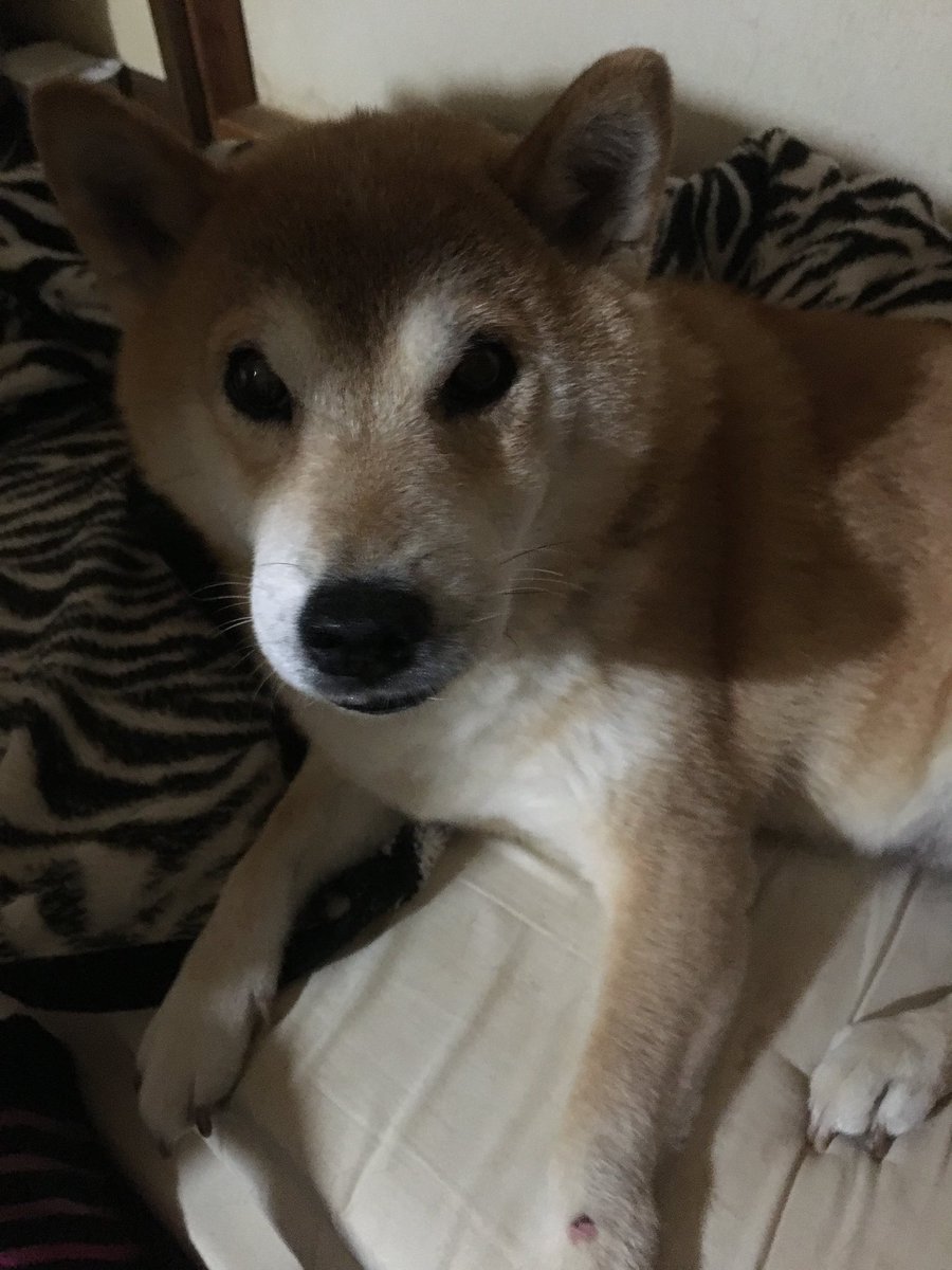 ジンギスカン 本垢 Zingisukan 2525 Twitter