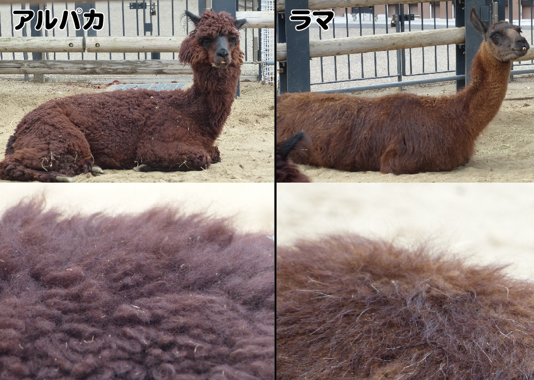 上野動物園 公式 On Twitter アルパカ と ラマ 何が違う 毛用のアルパカと 荷運び用のラマでは毛の質感が違います アルパカの毛は 細く密でフワフワ より保温効果の高い毛質です どちらも南米原産の家畜