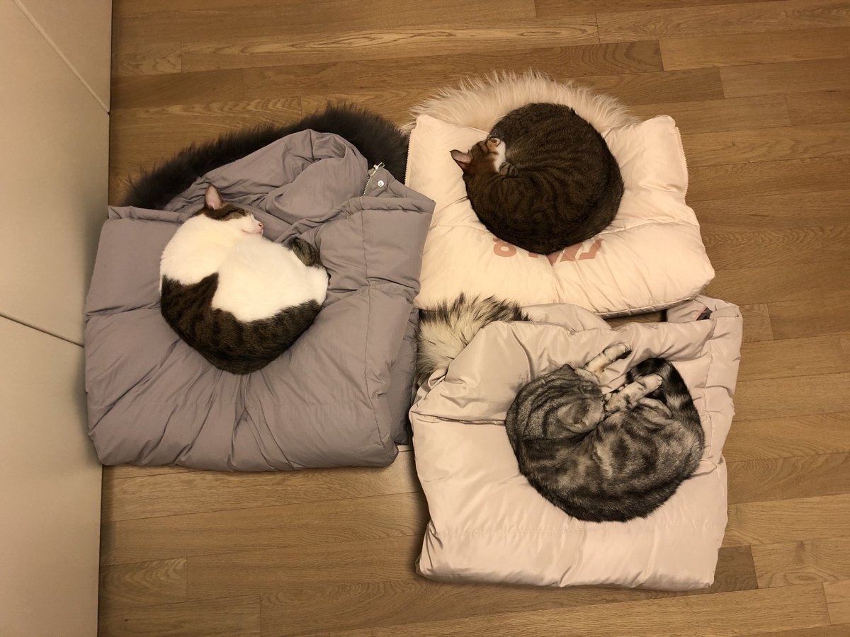 친구가 패딩 정리하느라 꺼내 잘 접어뒀는데 잠시 후...