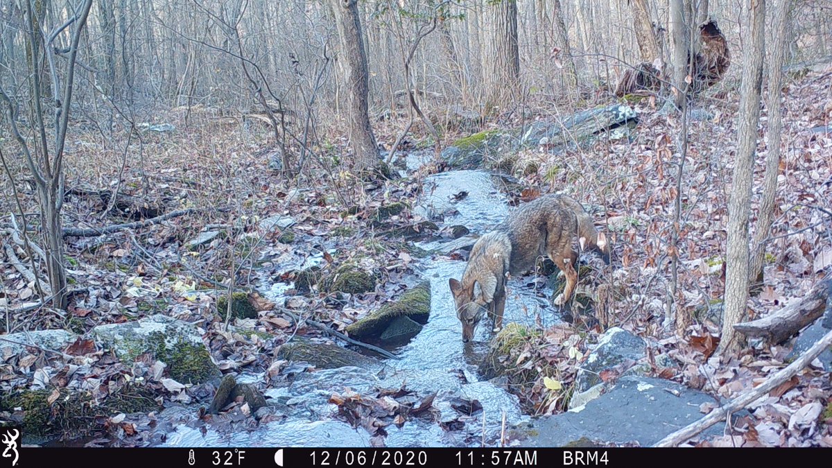 CamDressel's tweet photo. It's been a while since I've check the trailcams. And I took our new pup along. Looks like this coyote and her are about the same size, just under 50 lbs. https://t.co/6YEWO936kW