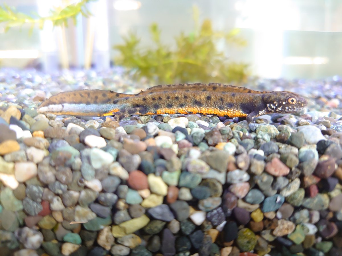 怪獣系のクシイモリも順調🥰 1枚目：ミナミクシイモリ 2枚目